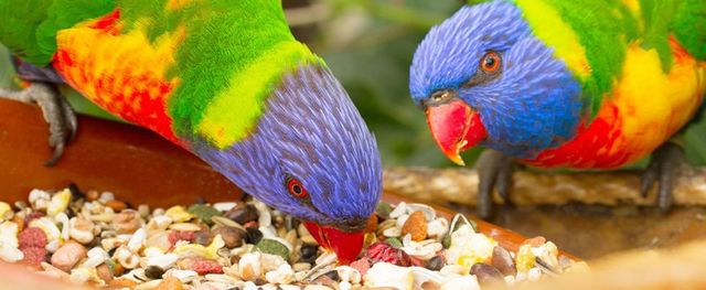 Bird Supplies | Cages | Java Trees | Falls Church, VA