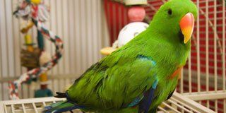 Bird Supplies | Cages | Java Trees | Falls Church, VA