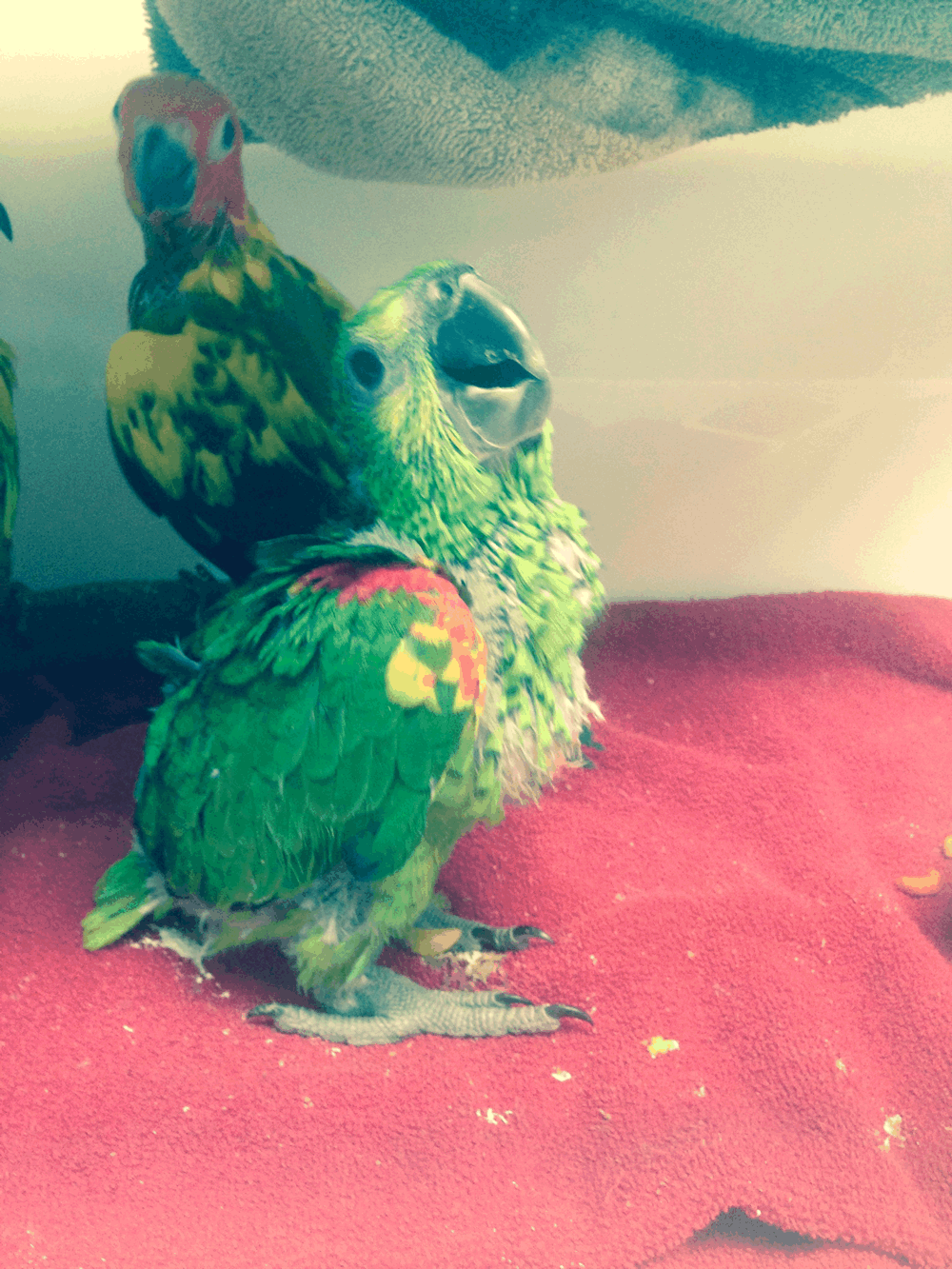 Chaco Blue Fronted Amazon