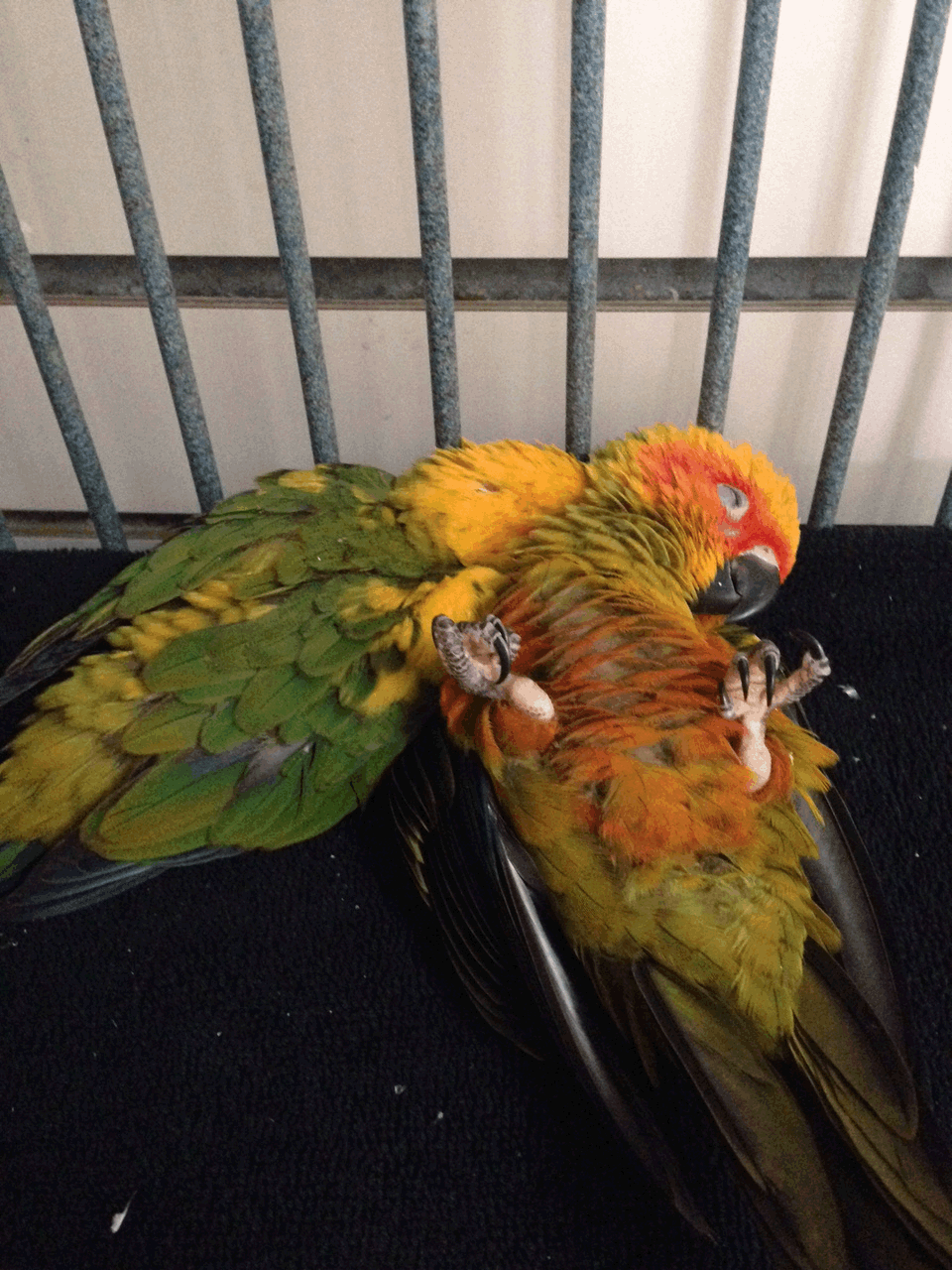 sun-conures-reclining