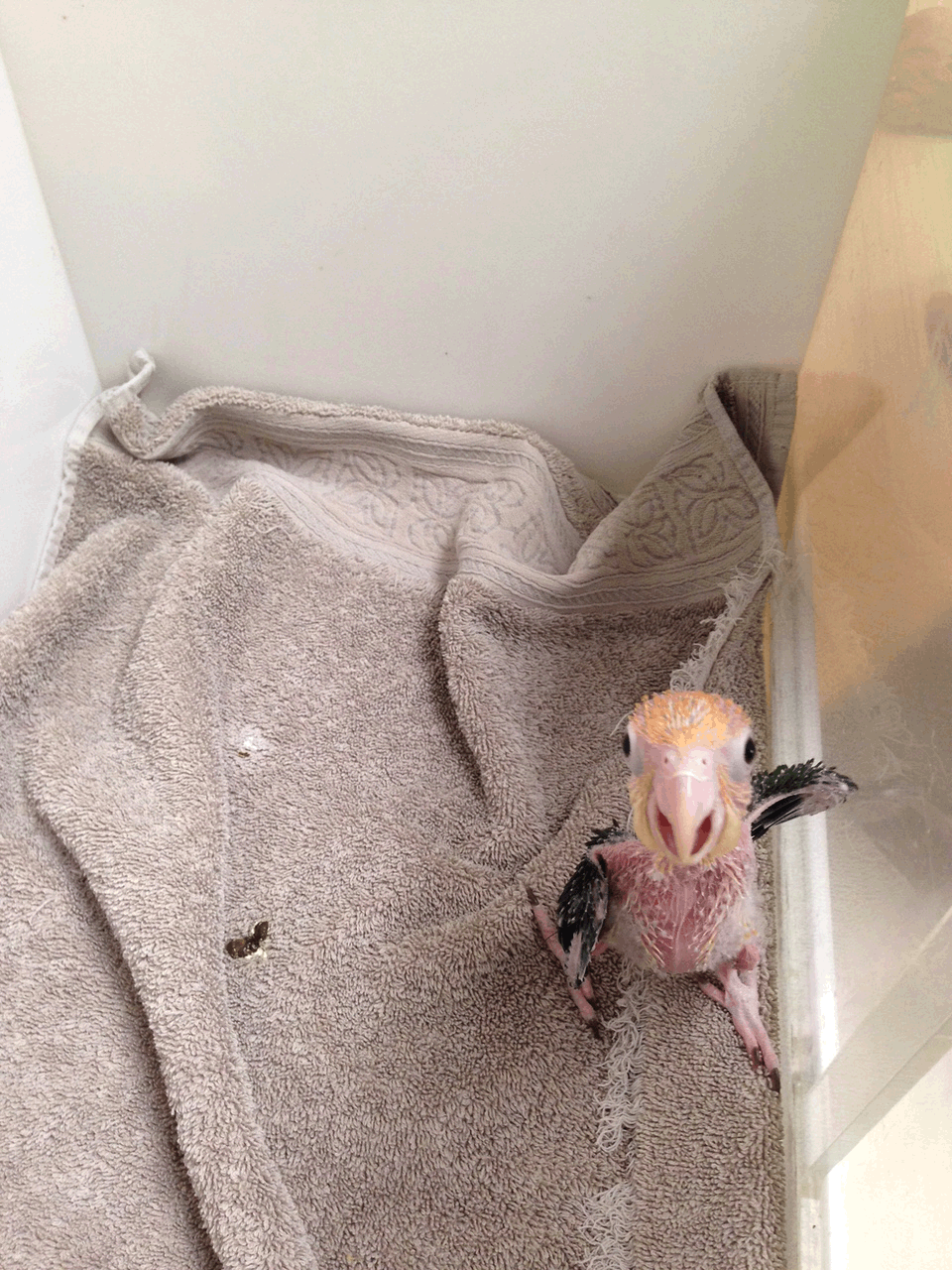 Chaco Blue Fronted Amazon