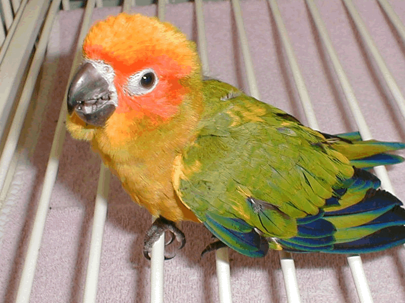 Parrot