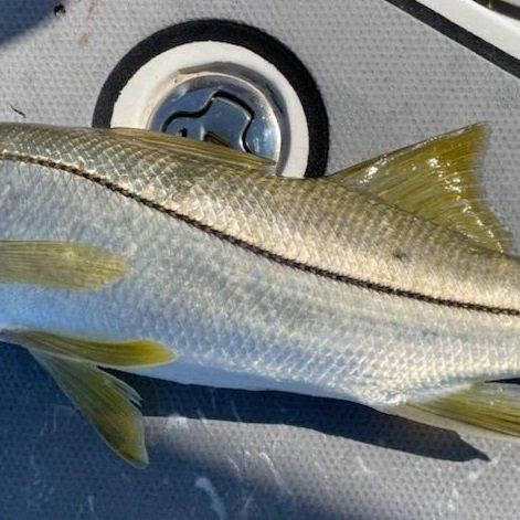 close up look on angler catch