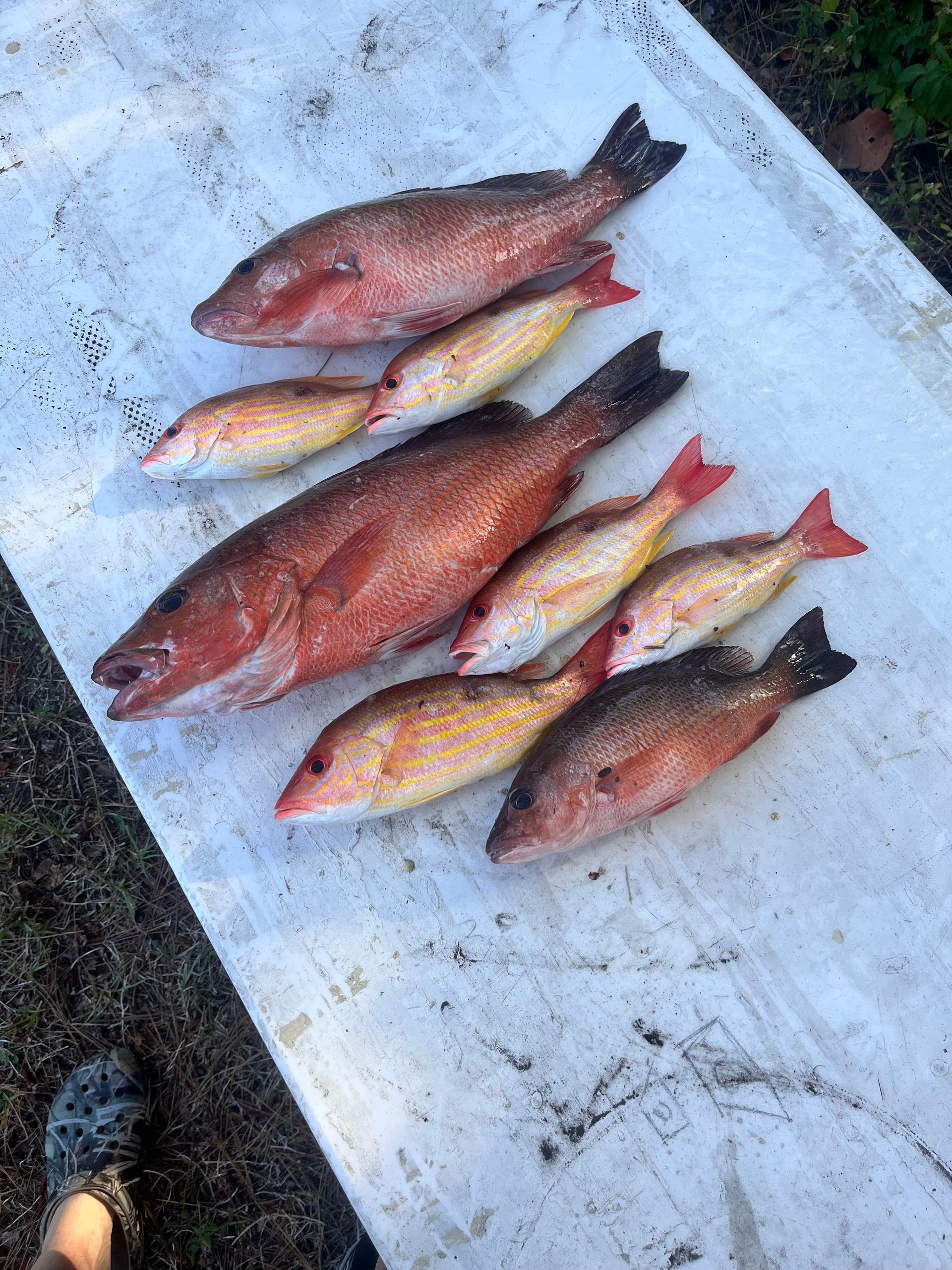 A bunch of fish are sitting on top of a white table