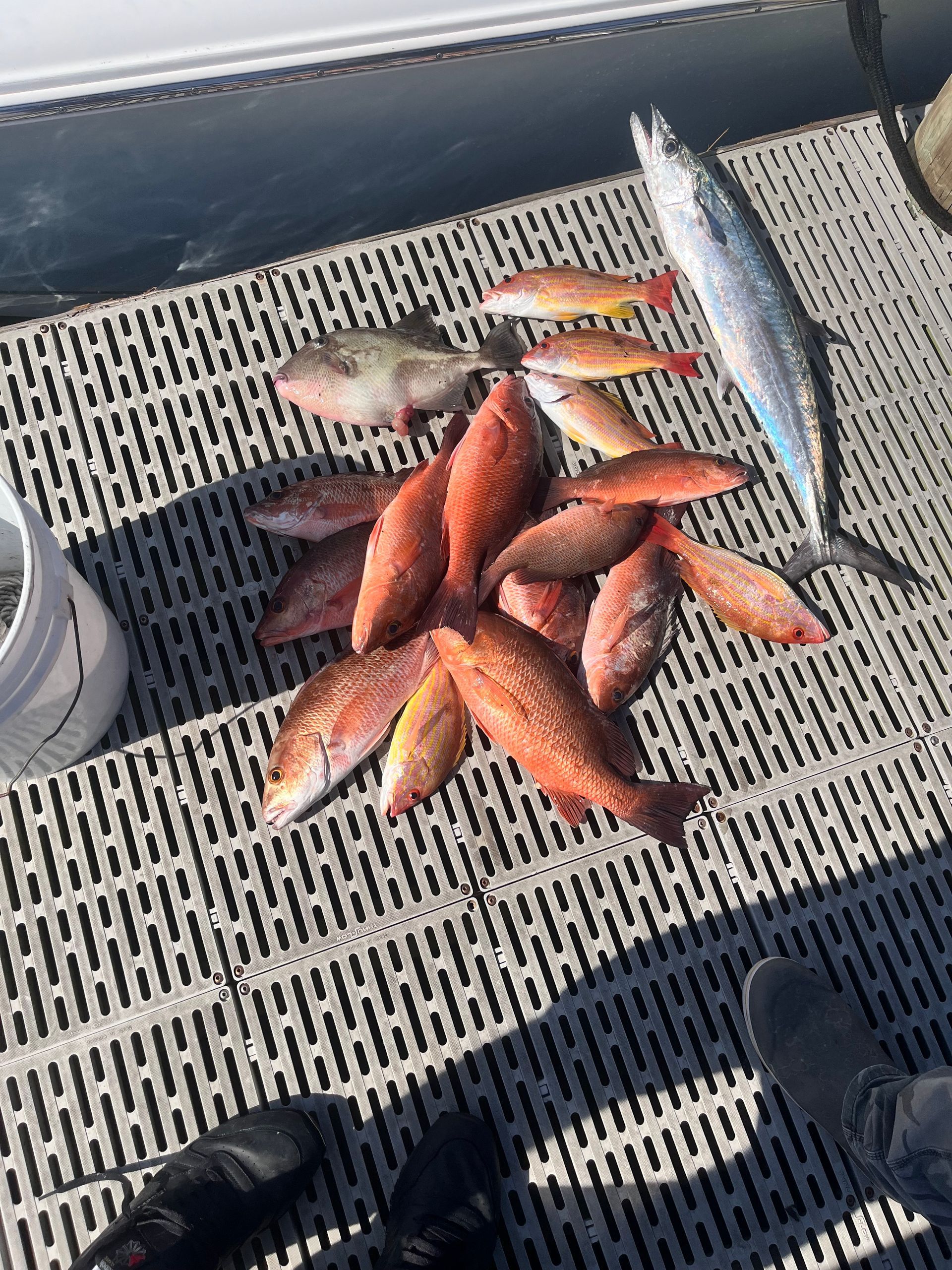 A bunch of fish are sitting on top of a dock