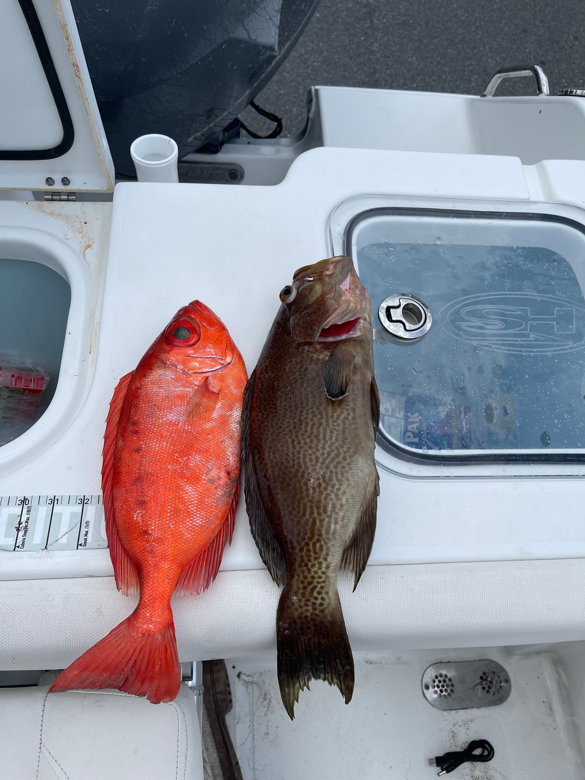 Two fish are sitting on a table next to a sink