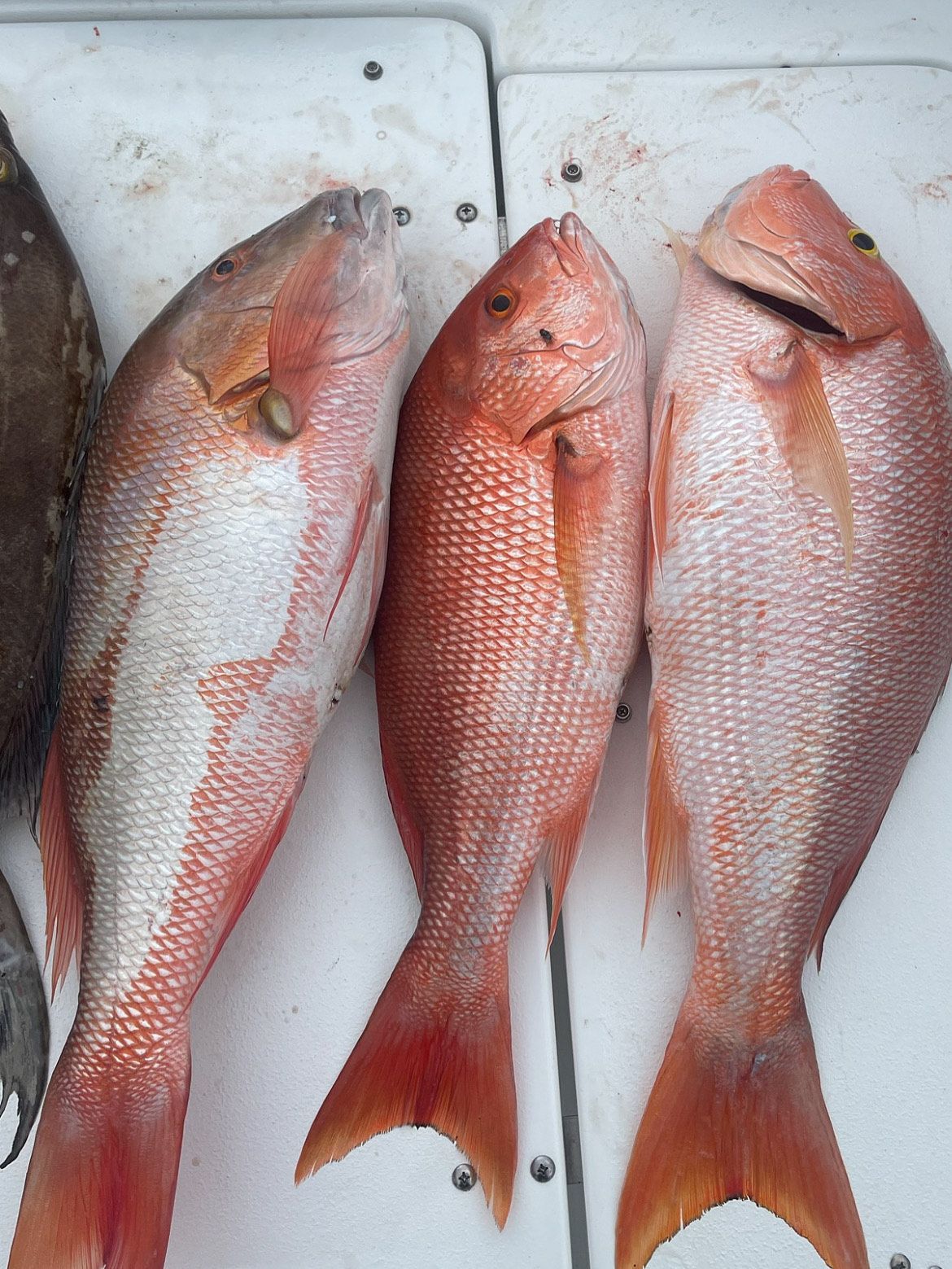Three red fish are sitting on a white surface