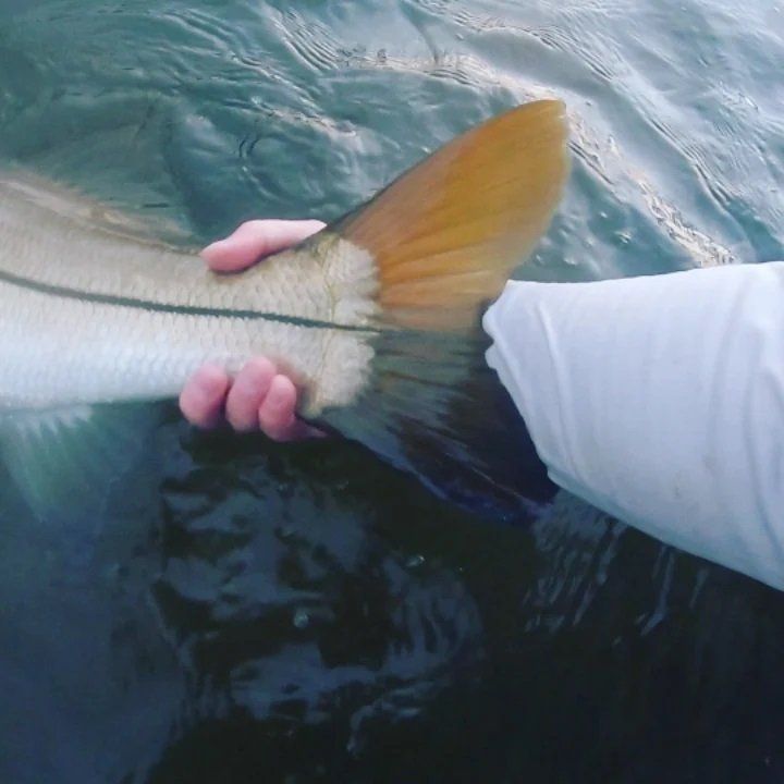 fish tail caught on hand