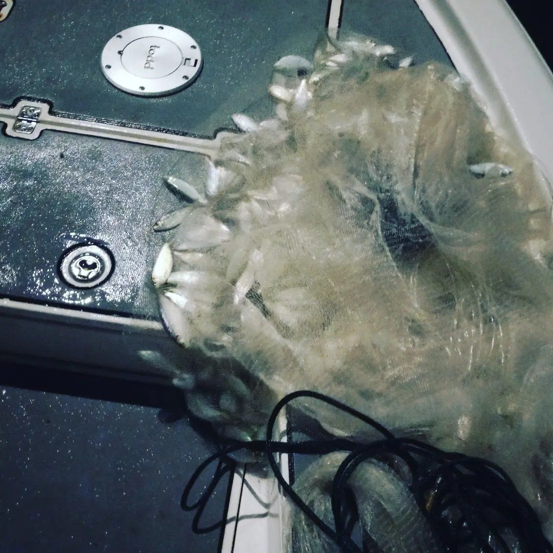 fishes caught on net