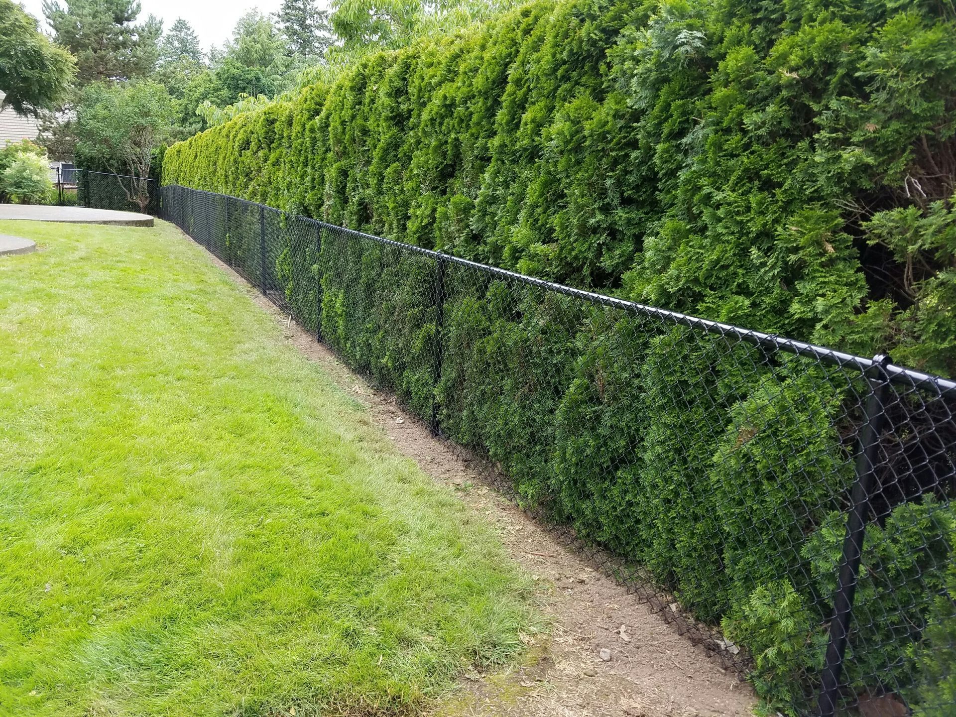 A chain link fence surrounds a lush green hedge in a backyard.