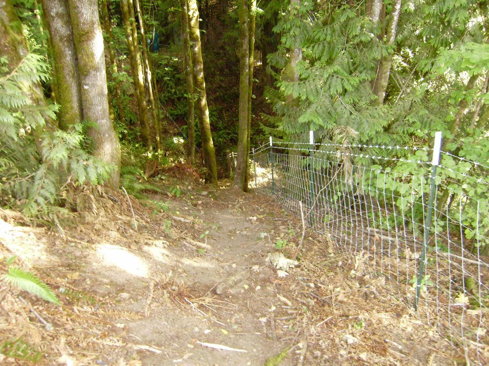 A path in the woods with trees and a fence.
