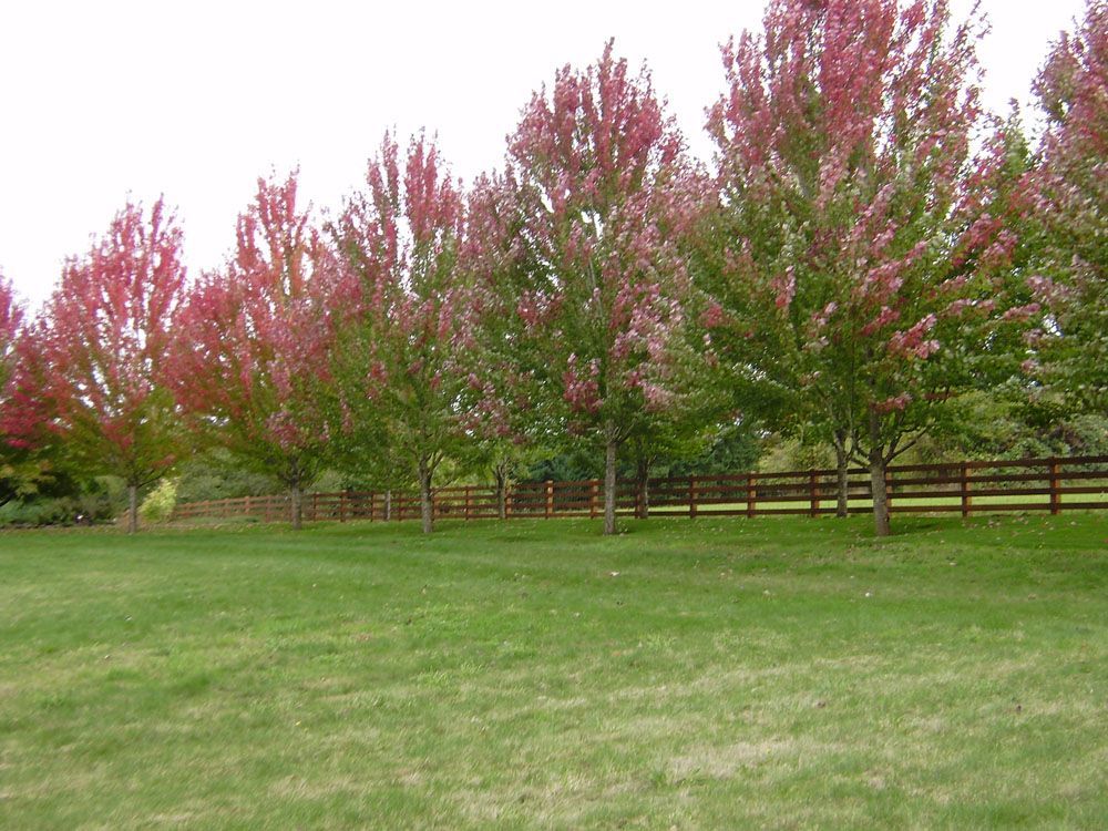A row of trees with red leaves in a grassy field