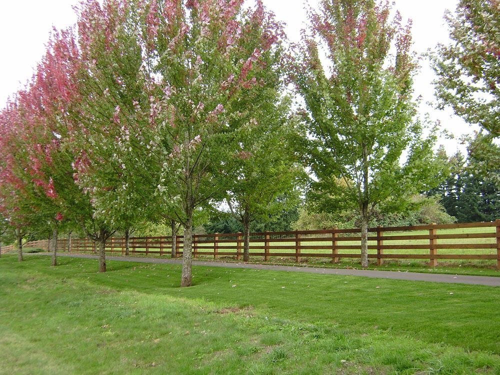 A row of trees with red leaves are lined up next to a wooden fence
