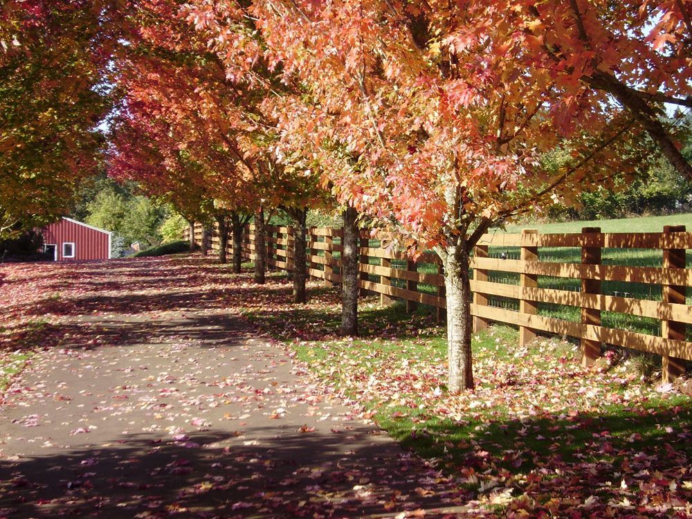 A row of trees along a driveway with a wooden fence