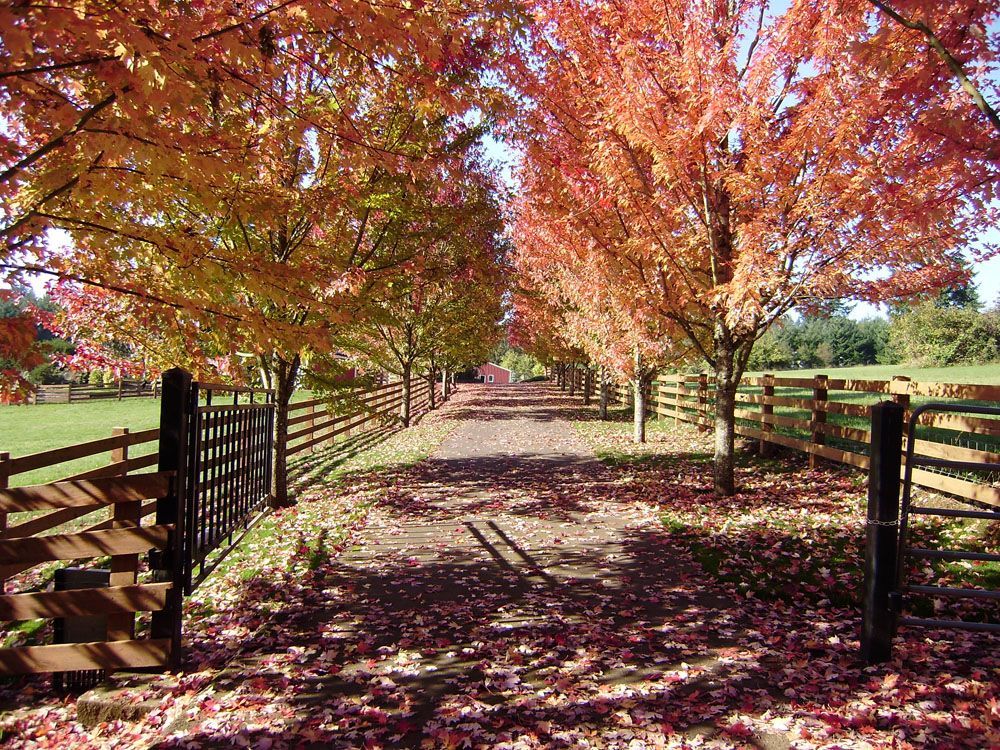 A row of trees along a path with leaves on the ground
