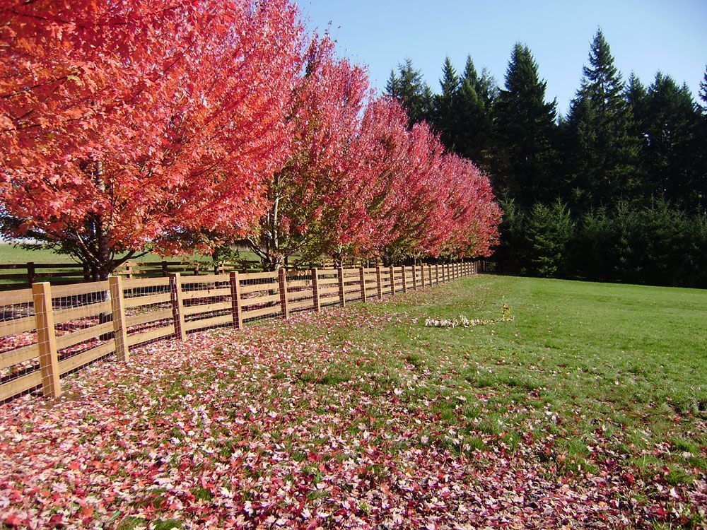A row of trees with red leaves next to a wooden fence