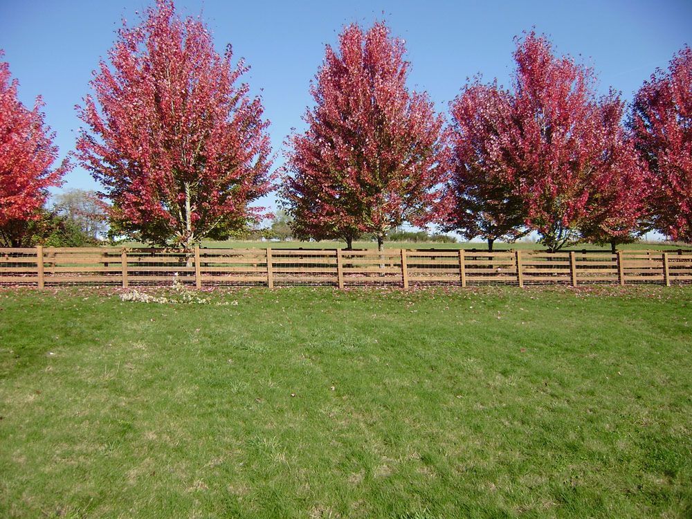 A row of trees with red leaves behind a wooden fence