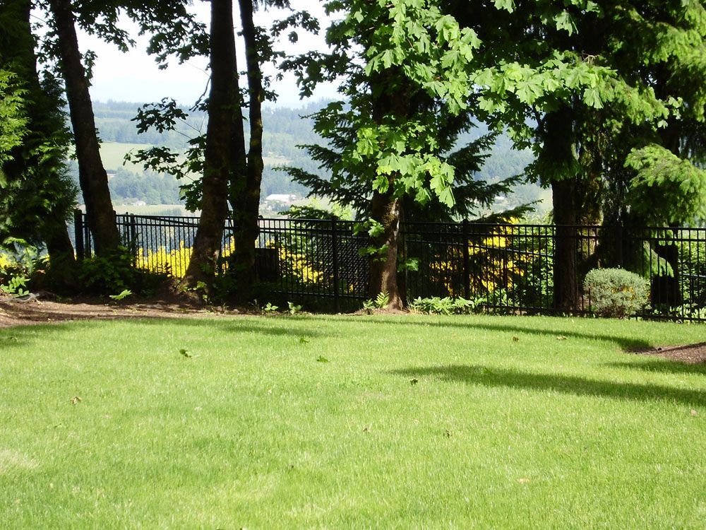 A lush green field with trees and a fence in the background