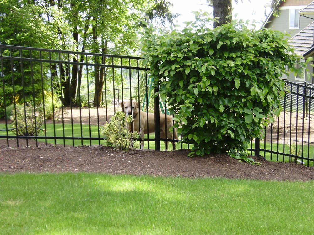 A dog standing behind a fence in a yard