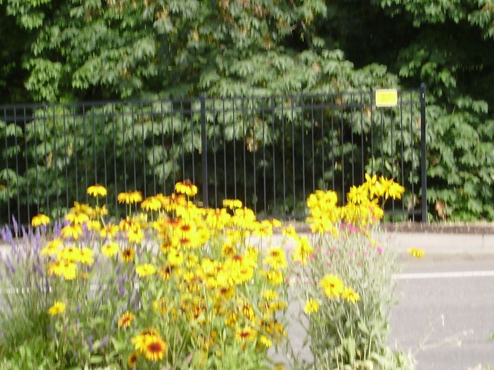 A bunch of yellow flowers are growing in front of a fence