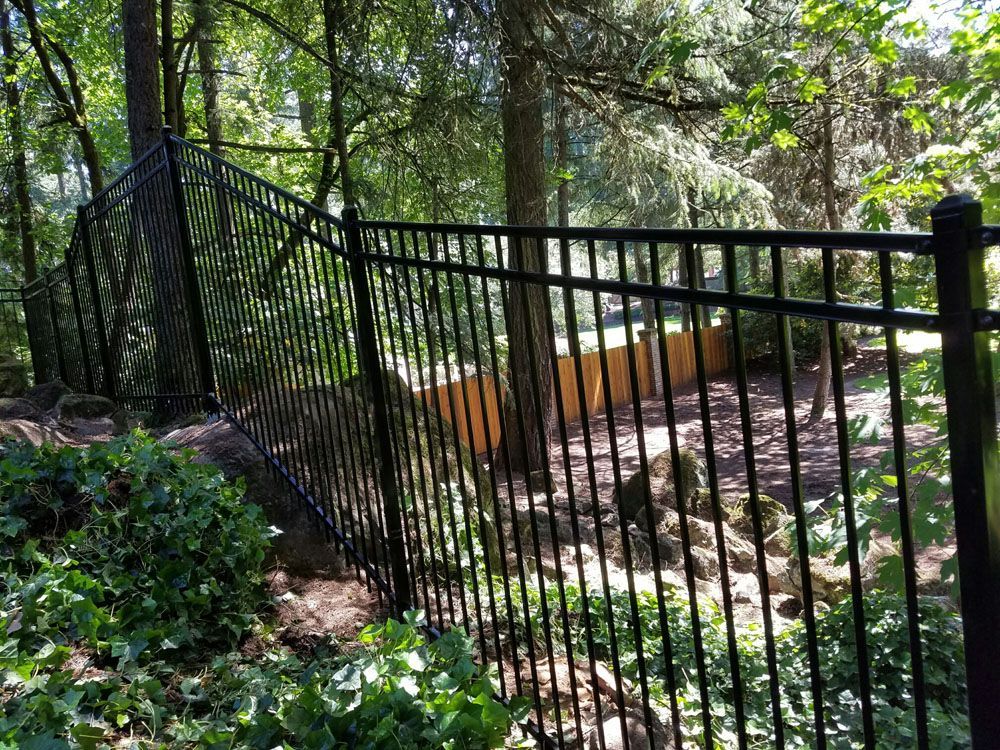 A black fence is surrounded by trees and bushes in a forest