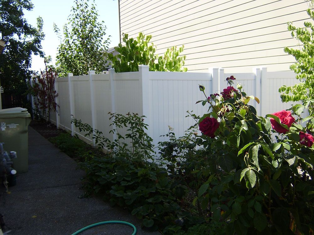 A white fence surrounds a garden with roses and bushes