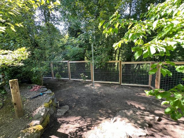 A wooden fence is surrounded by trees in a backyard