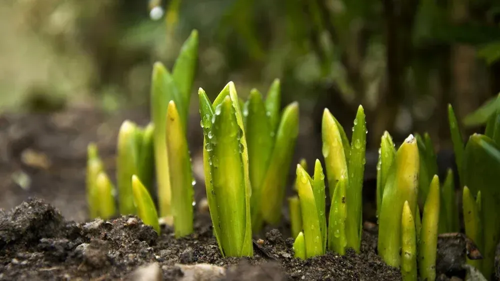 Green shoots sprouting from dark soil in a garden, early spring growth