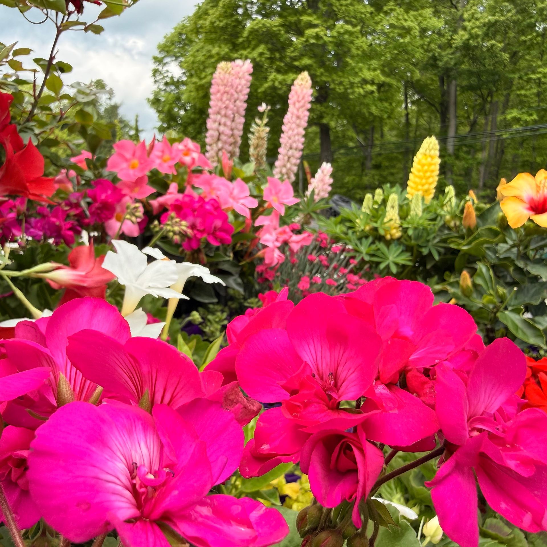 Bright pink and red flowers blooming in a colorful garden with green trees and tall flower spikes