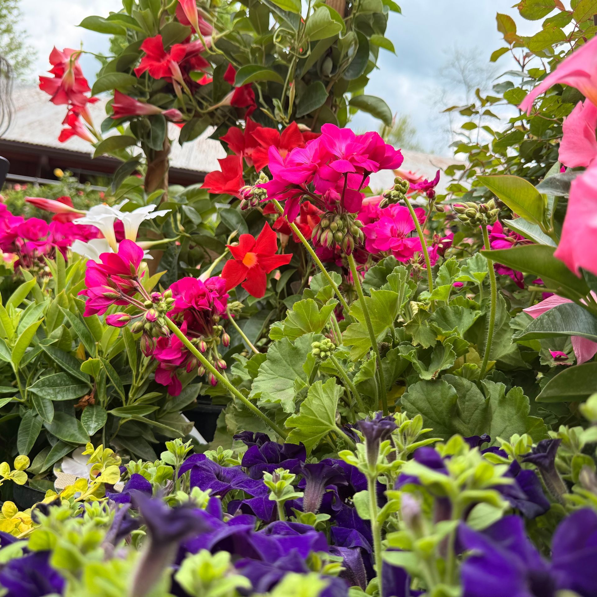 Bright pink, red, and purple flowers blooming in a lush garden under a partly cloudy sky
