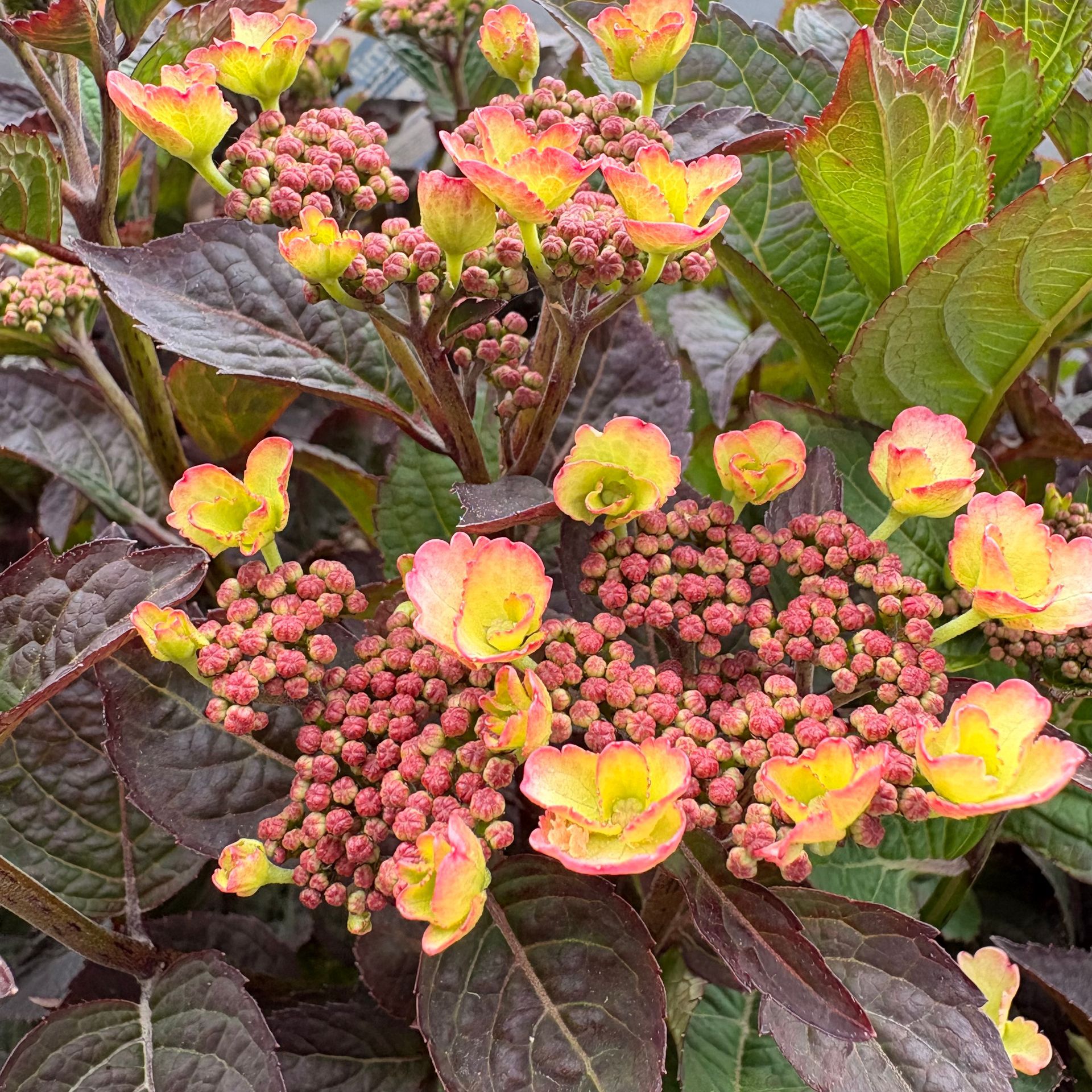 Pink and yellow hydrangea blooms with dark green and burgundy leaves