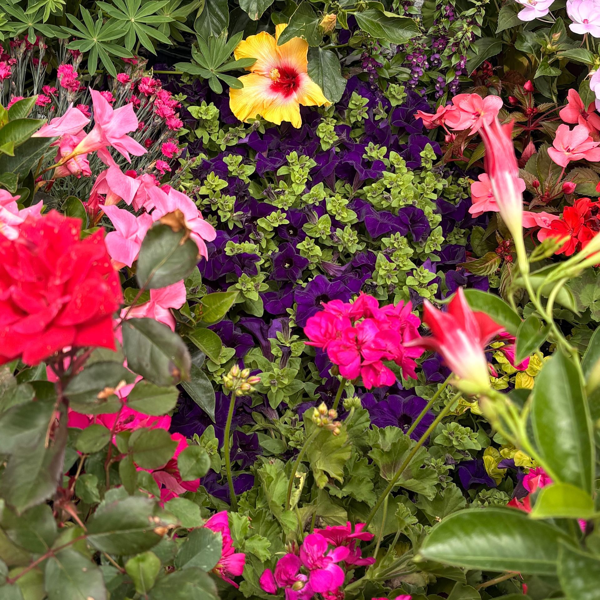 Bright pink, red, and yellow flowers blooming among green leaves and purple ground cover