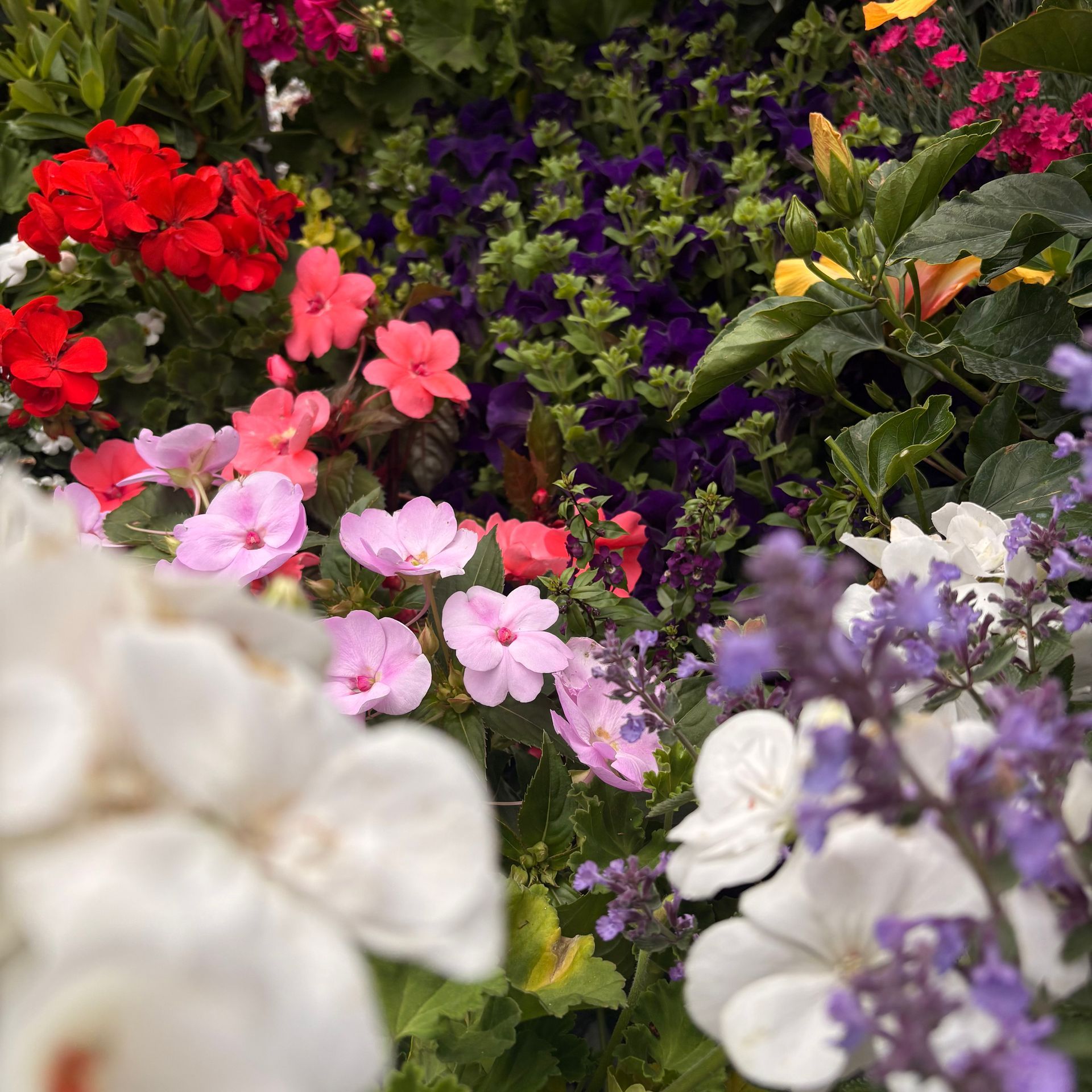 Colorful garden bed of blooming flowers in red, pink, purple, white, and yellow