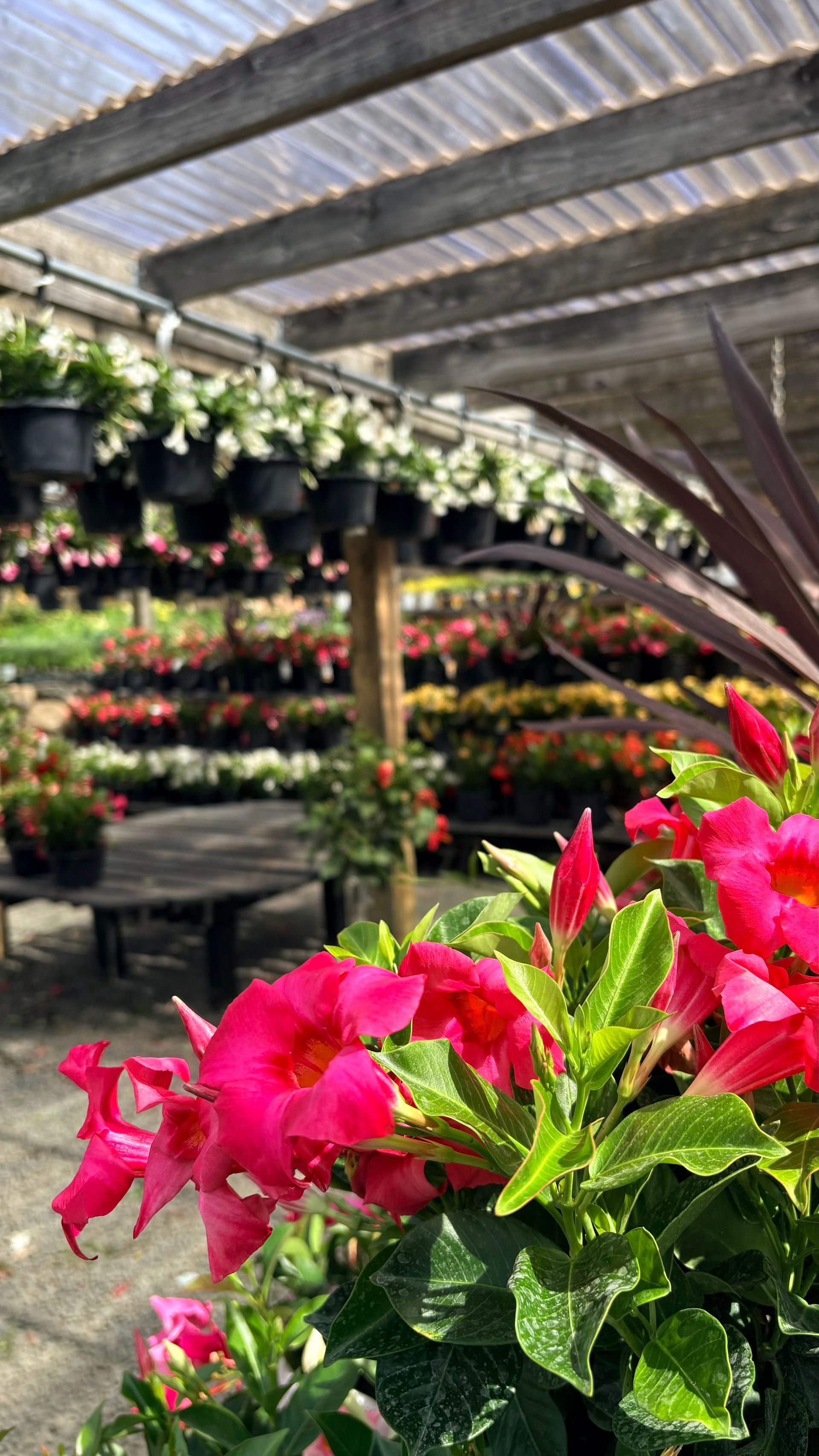 Bright pink flowers in the foreground of a plant nursery with hanging baskets and rows of greenery.