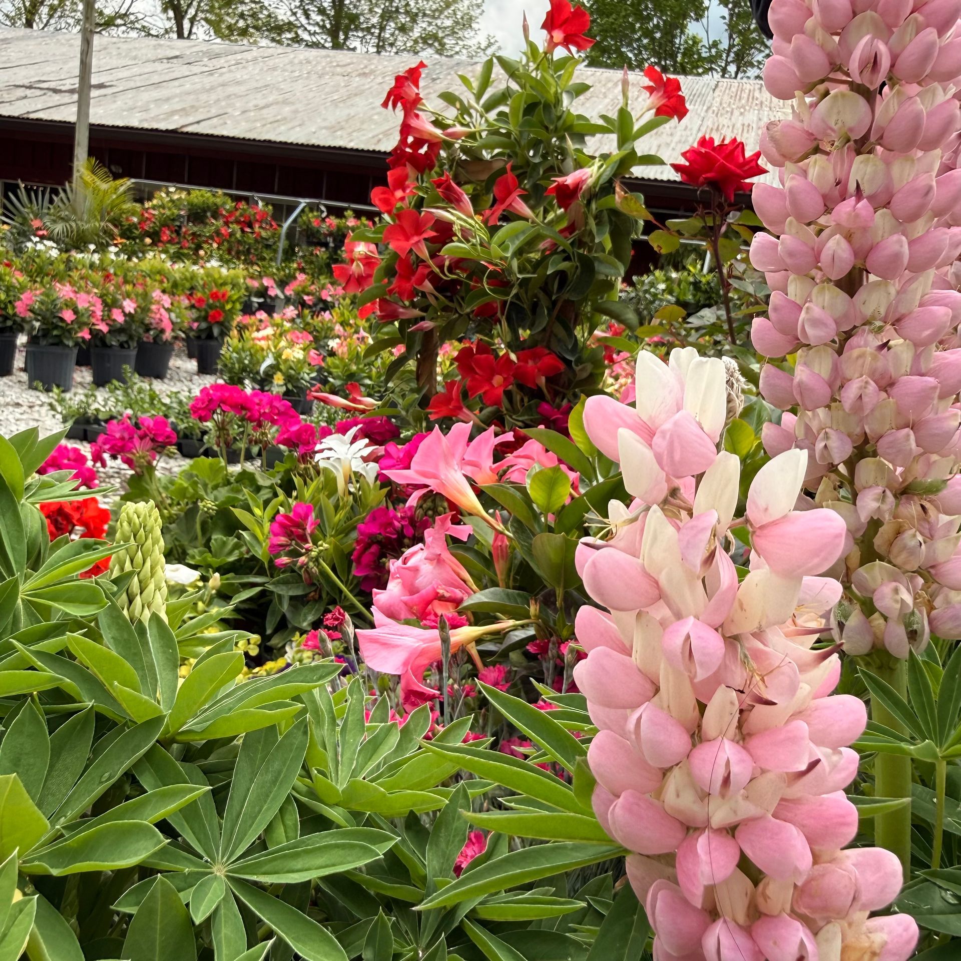 Pink and red flowers in a lush greenhouse garden, with tall blossoms in the foreground
