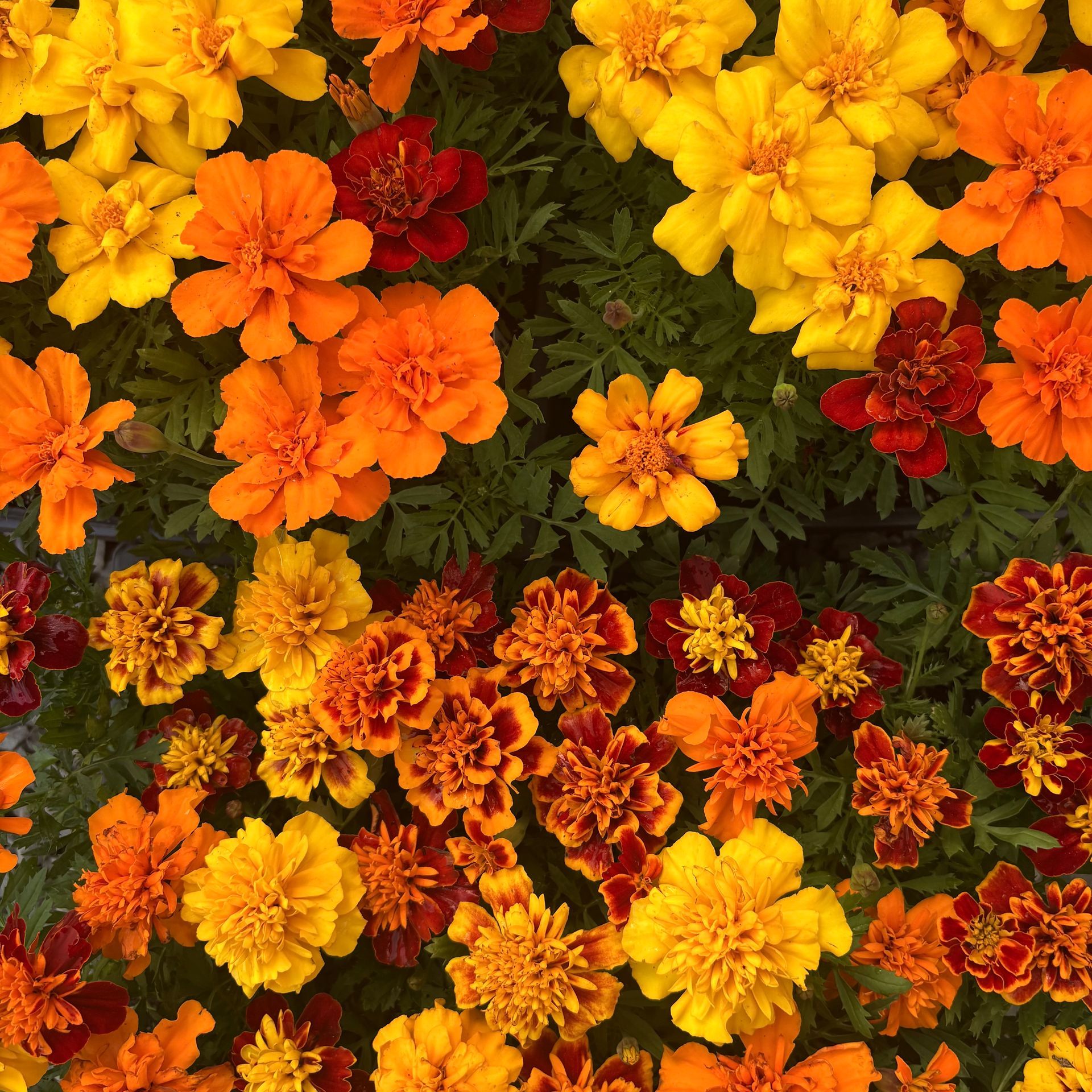 Bright orange, yellow, and red marigold flowers filling the frame