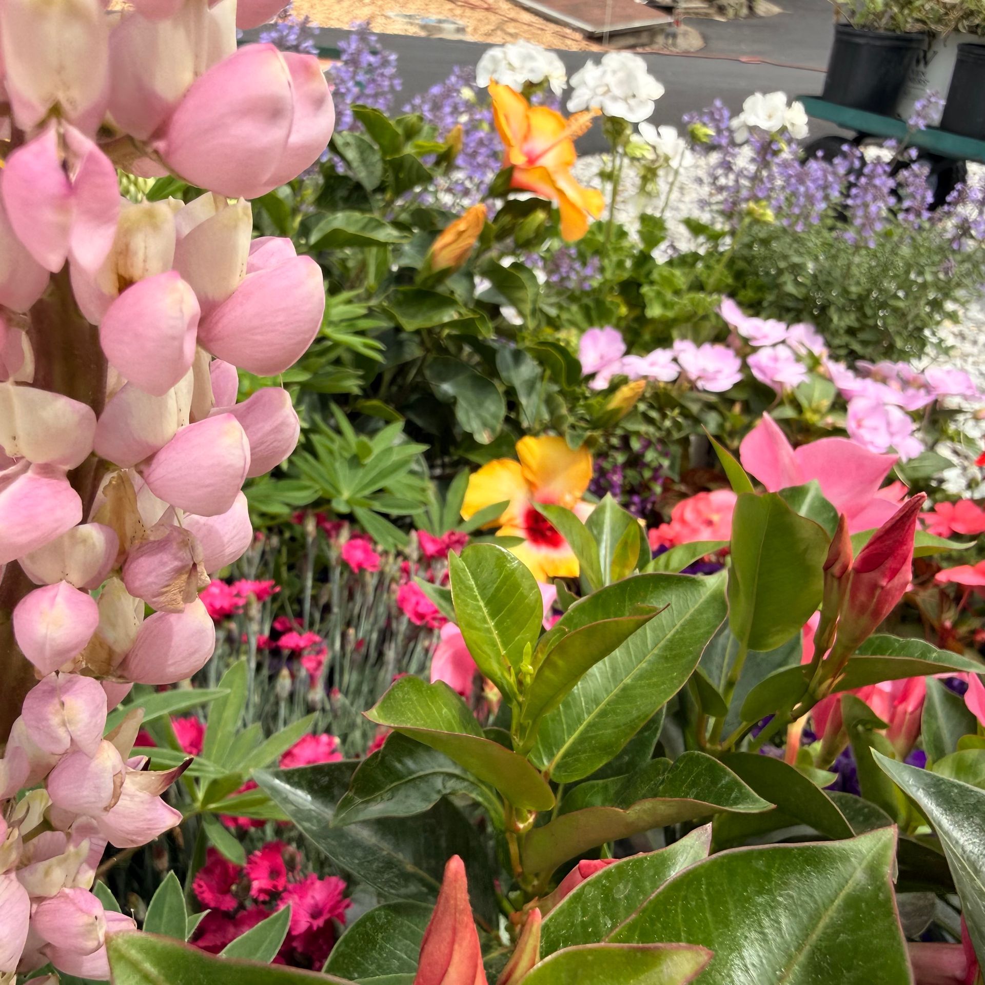 Colorful flower display with pink tulips, yellow blooms, and green foliage in a garden shop