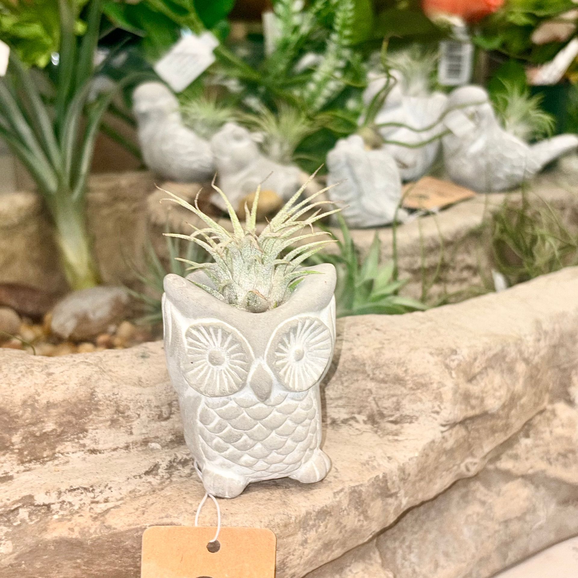 Small white owl-shaped planter with a succulent on a stone ledge in a garden.