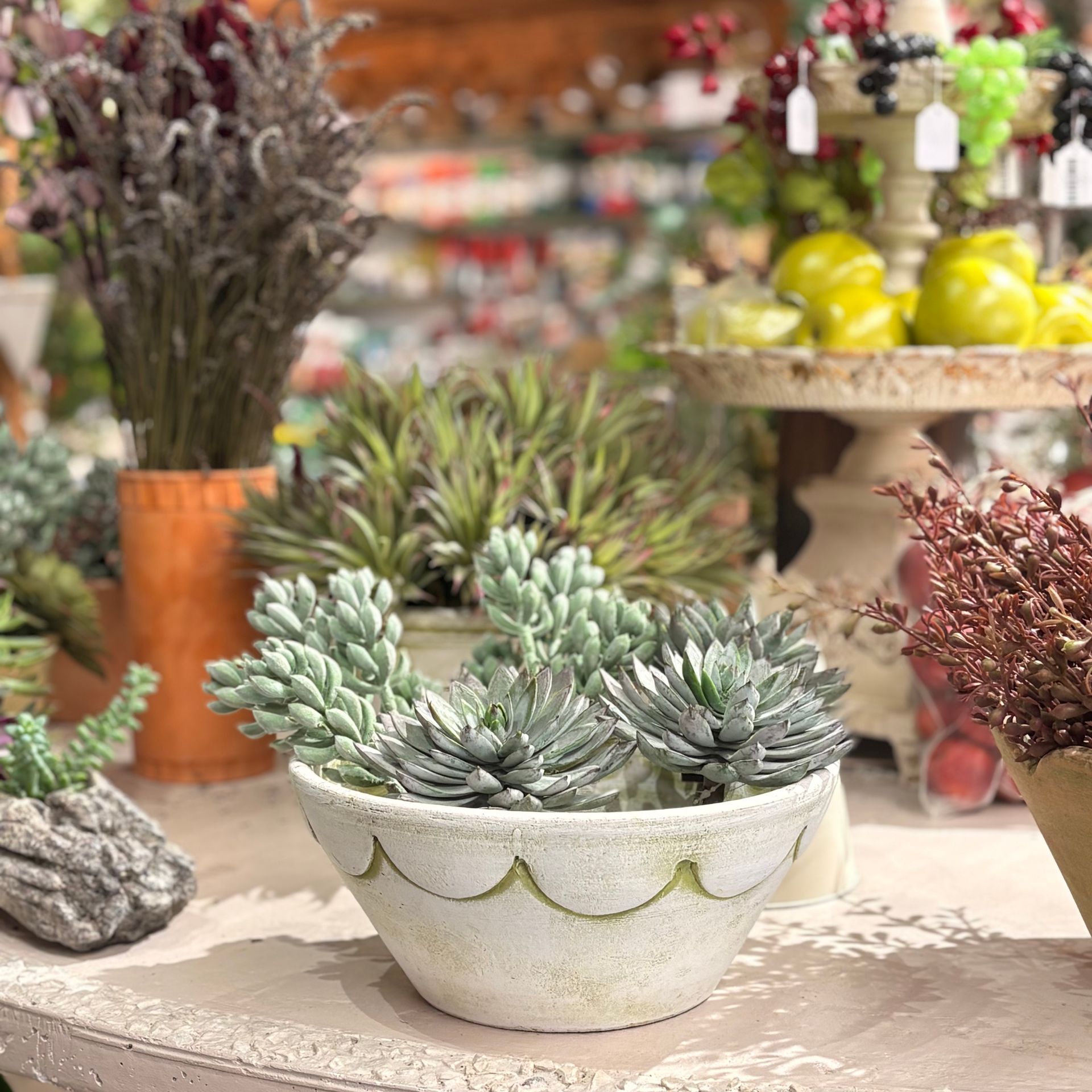 Potted succulents on a decorative table in a plant shop, with blurred flowers and fruit displays behind.