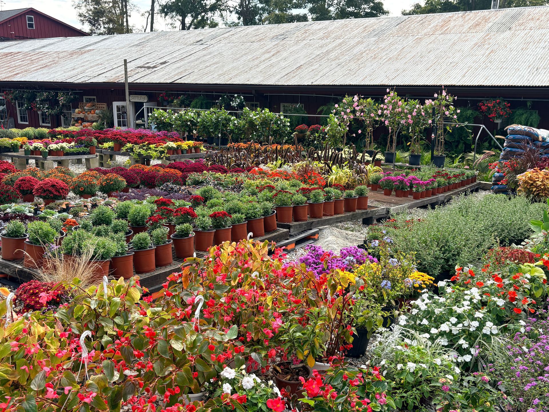 Colorful flower market with rows of potted blooms in front of a rustic greenhouse
