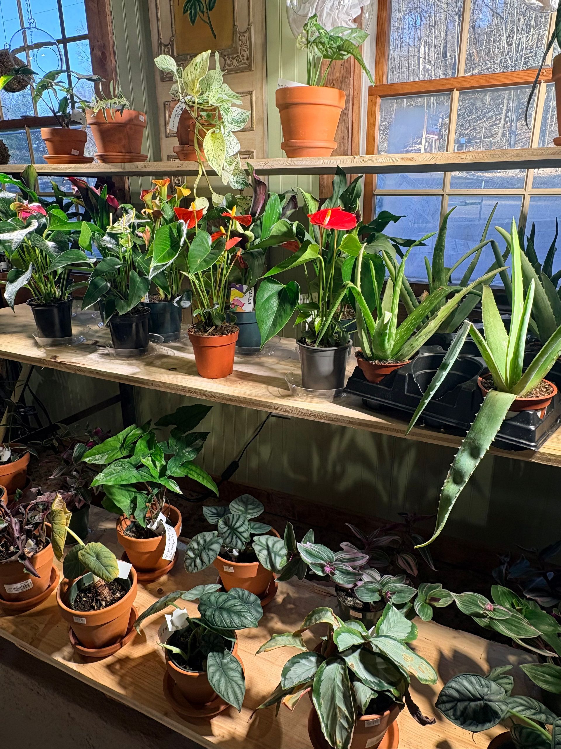 Indoor greenhouse shelves filled with assorted potted plants by a sunlit window