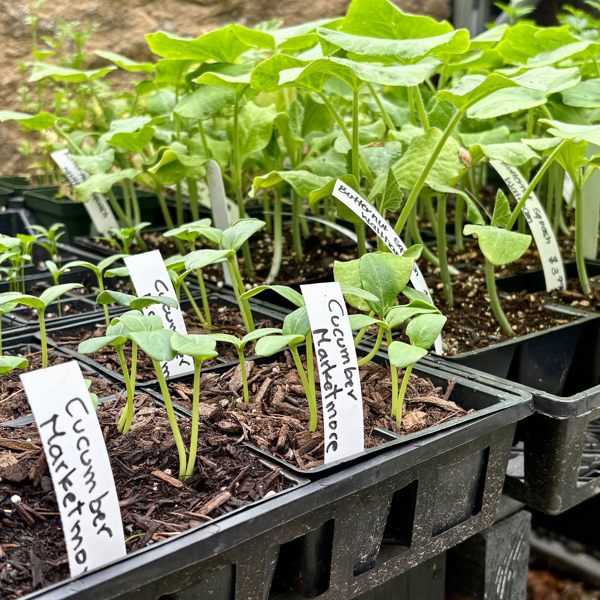 Seedlings in black nursery trays with handwritten labels in a greenhouse or garden setting.
