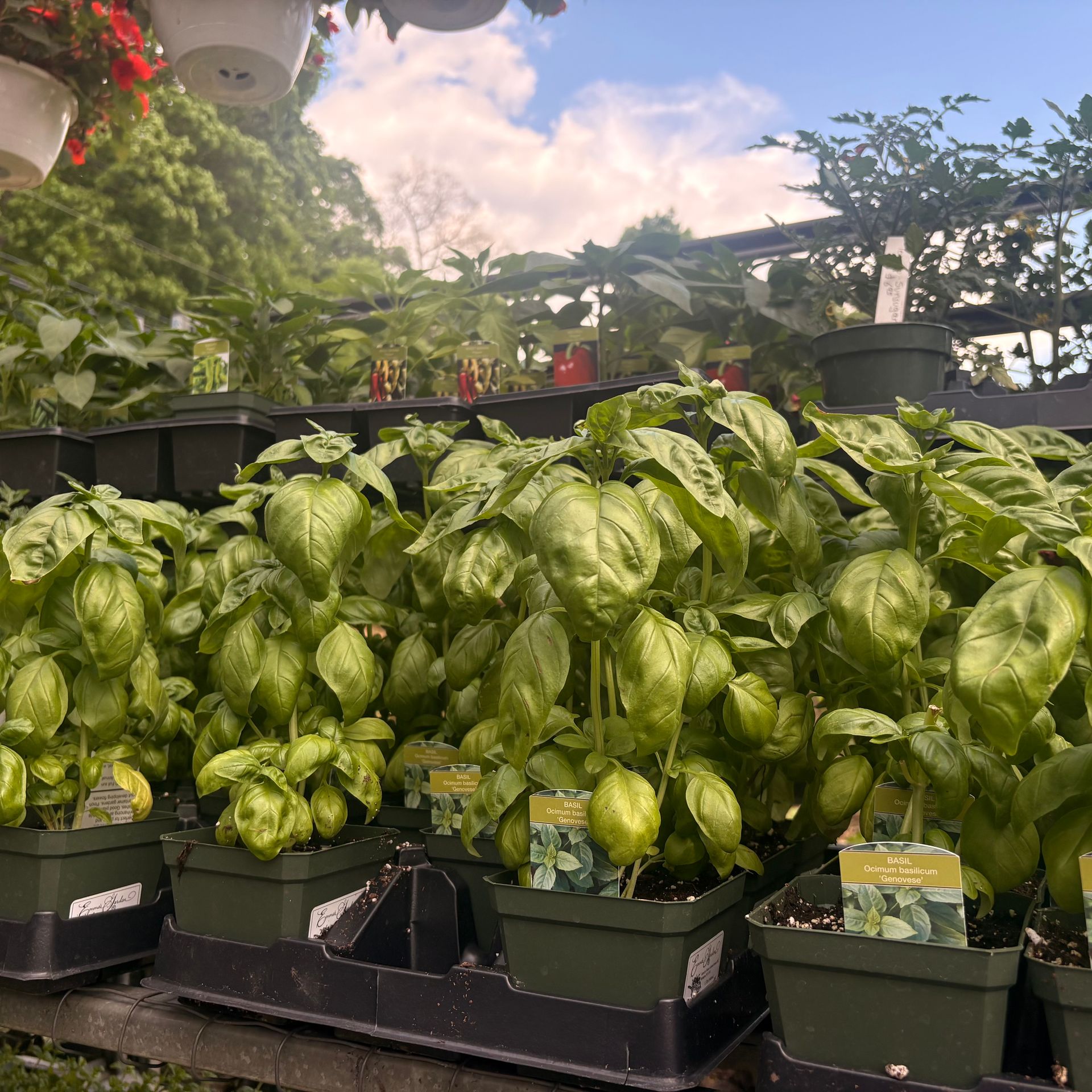 Rows of lush green potted basil plants in an outdoor garden center under a blue sky.