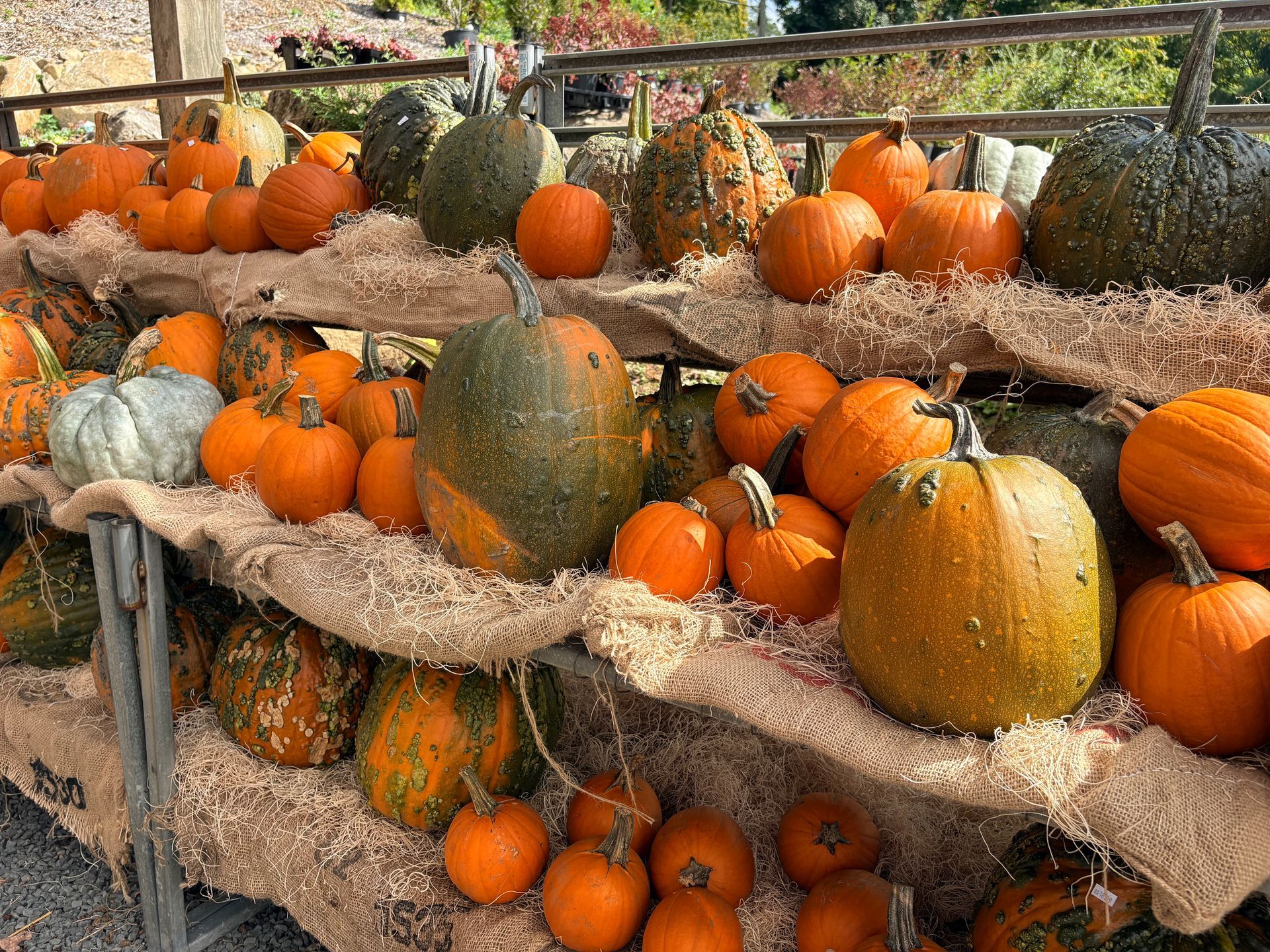 Pumpkins and gourds arranged on burlap-covered shelves at an outdoor market display