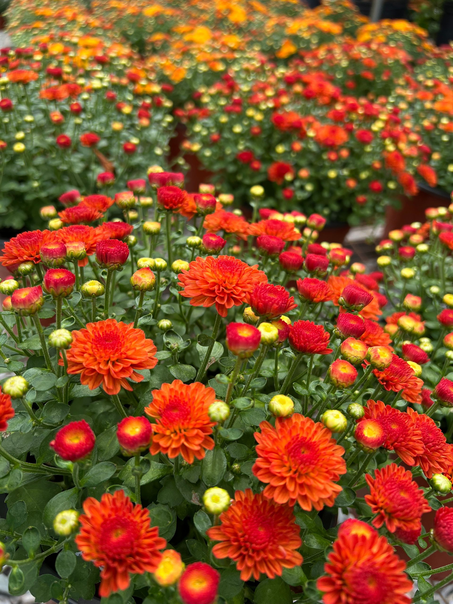 Bright red and orange flowers blooming in a lush green garden bed