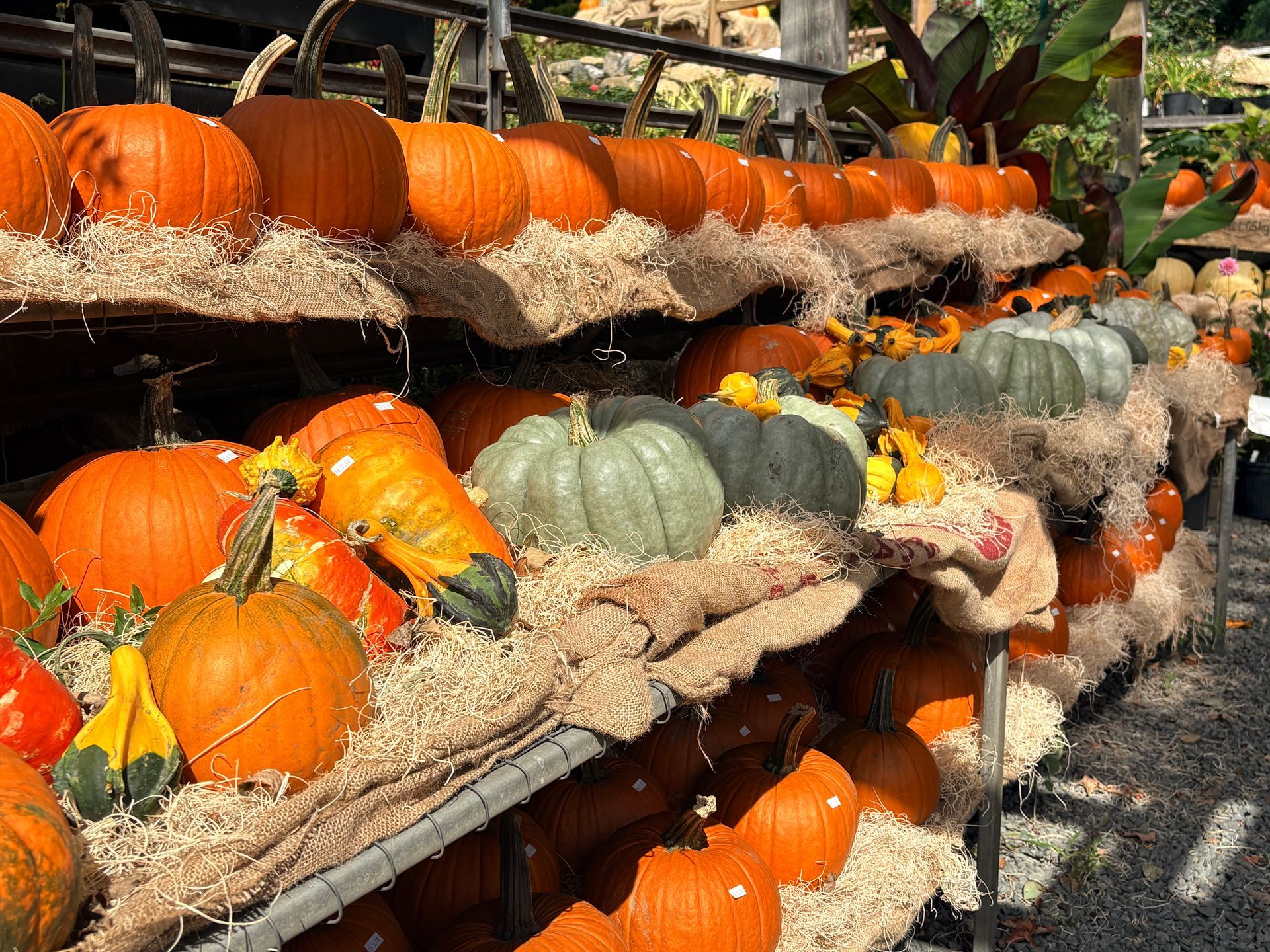Pumpkins displayed on hay bales at an outdoor fall market stand