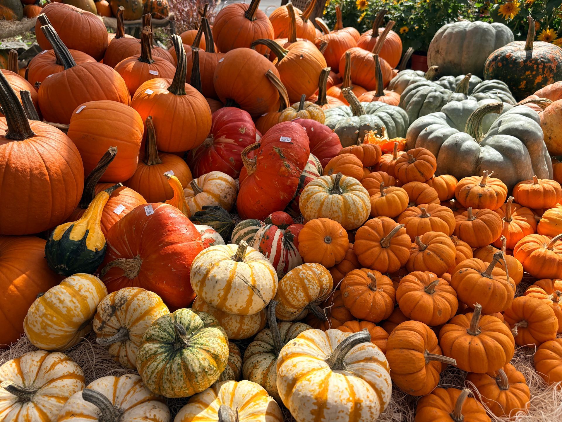 Pile of orange, white, and green pumpkins and gourds at a market or farm stand