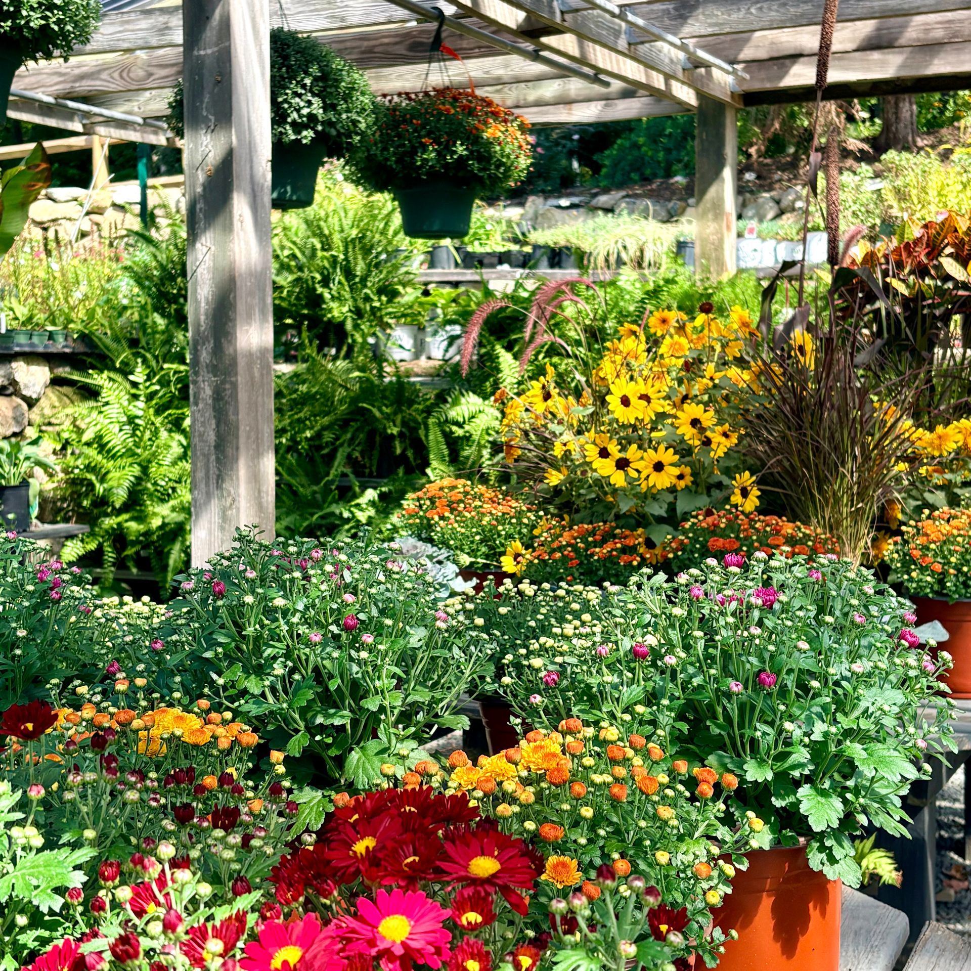 Colorful flower garden with blooming potted plants and yellow daisies under a shaded pergola