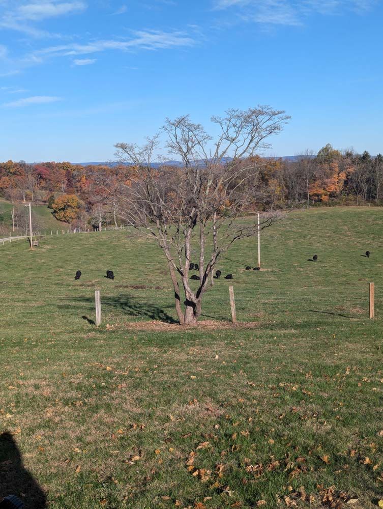 A field with a bare tree in the center, and black animals grazing. Autumn foliage in background.