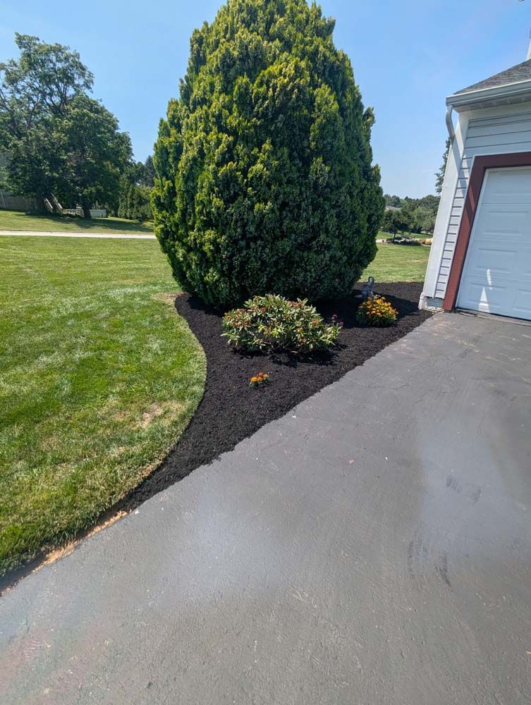 Black mulched landscaping bed with shrubs and large evergreen tree next to a driveway and green lawn.